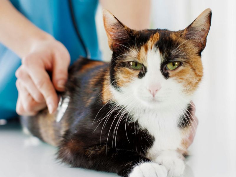 Cat being examined by veterinary staff