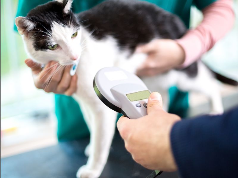 Cat being scanned for a microchip