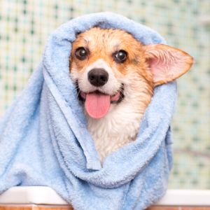 Corgi wrapped in a towel after a bath
