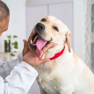 Dog being examined by a veterinarian