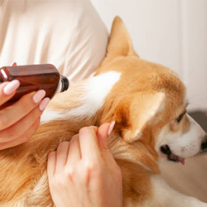 Dog getting a pest treatment