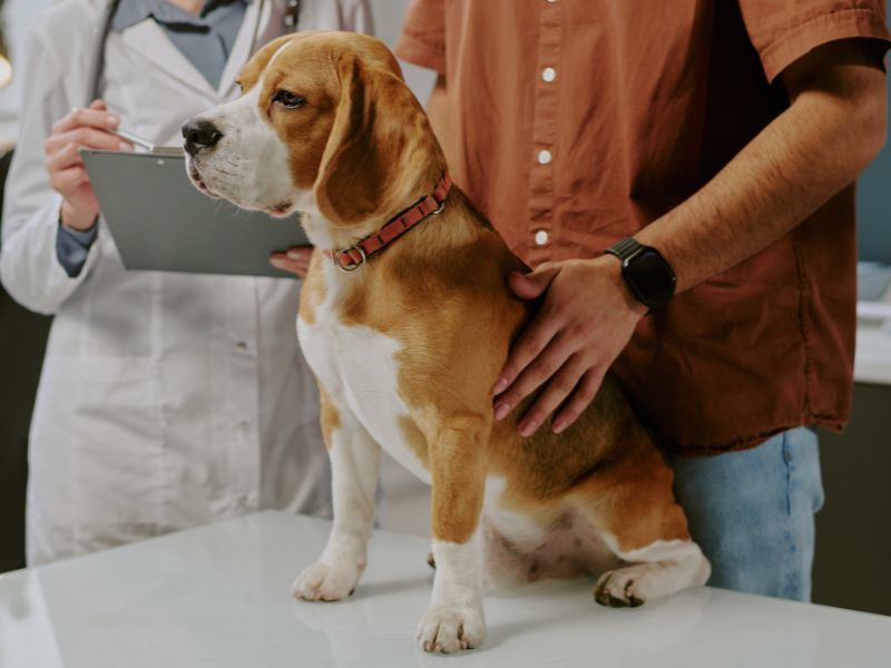 Dog sitting an exam table while the owner talks to veterinary staff