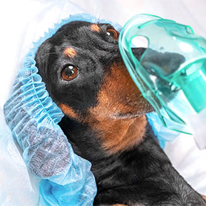 Dog wearing a medical mask