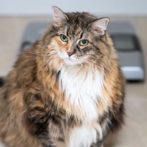 Overweight Cat