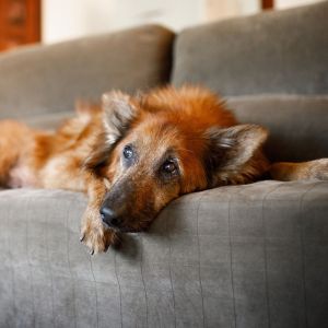 dog laying on a couch