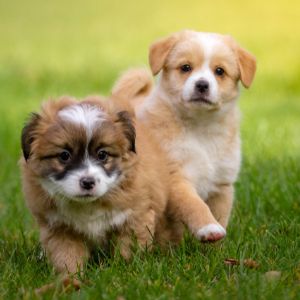 Puppies running on grass