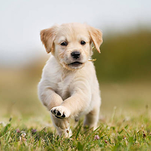 Puppy running through grass