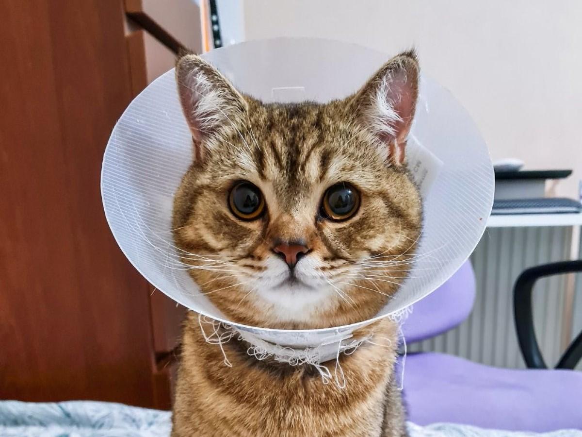 cat wearing cone