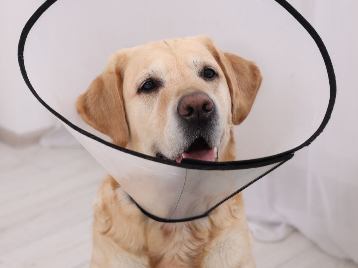 dog wearing cone