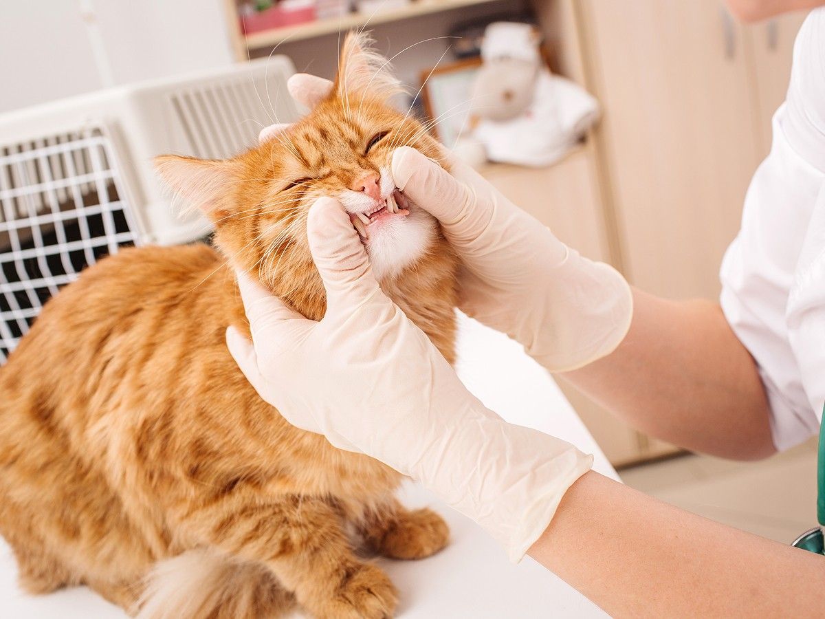 vet checking teeth of a cat