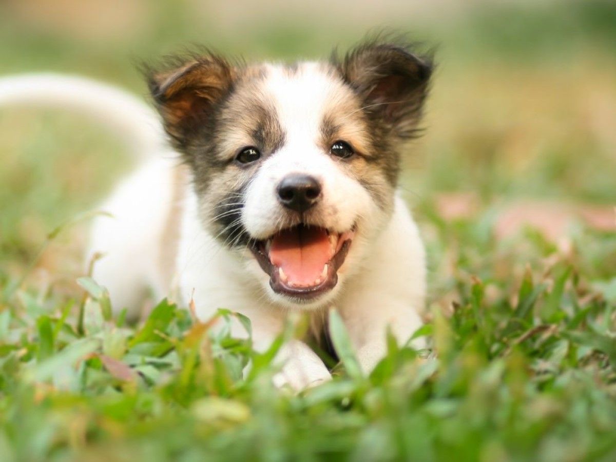 a puppy running in the grass 