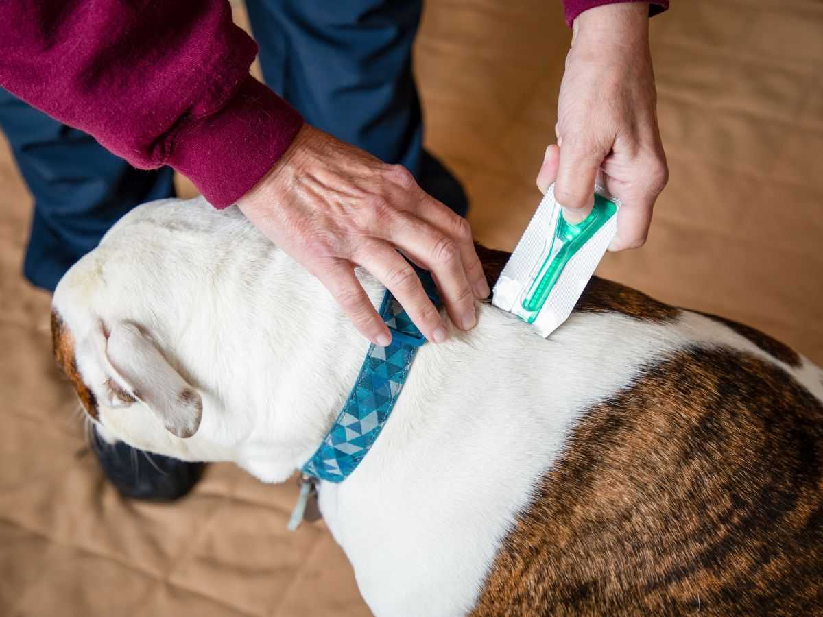 applying flea medicine to dog