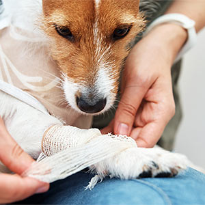 brown and white dog having leg bandaged by a veterinarian