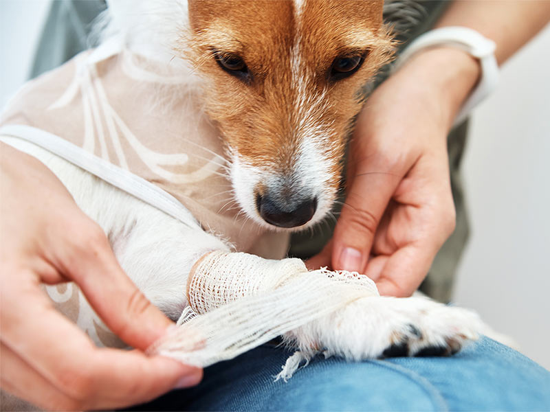 brown and white dog having leg bandaged by a veterinarian