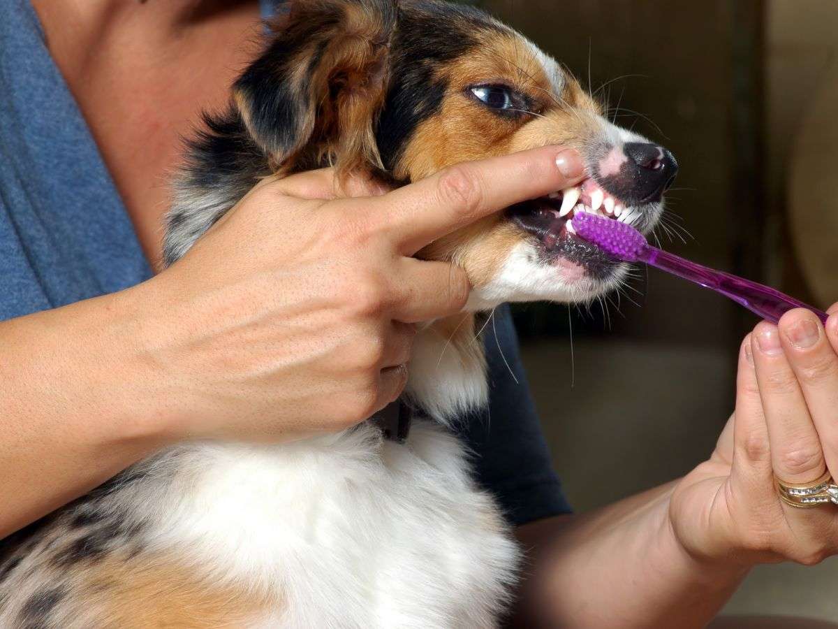 brushing dog teeth with toothbrush