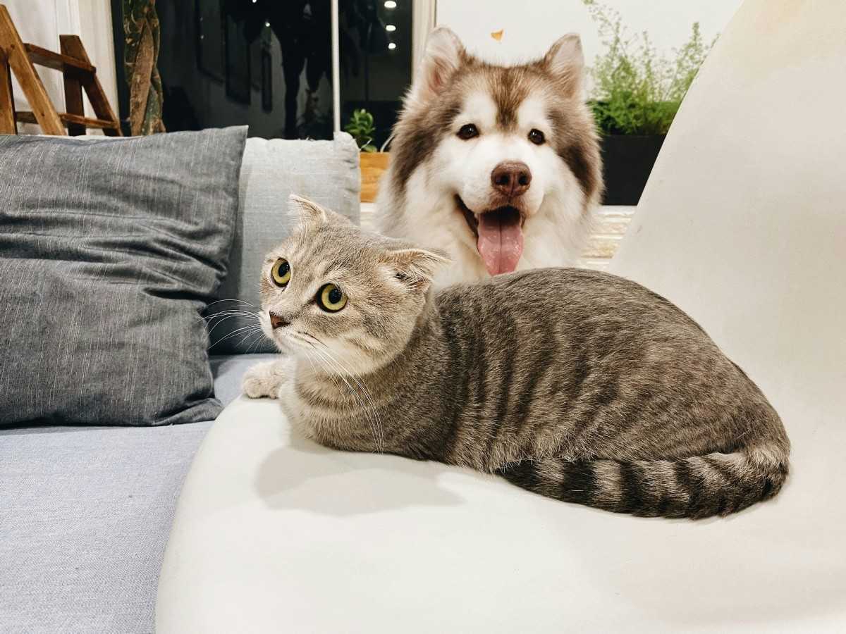 cat and dog sitting on couch