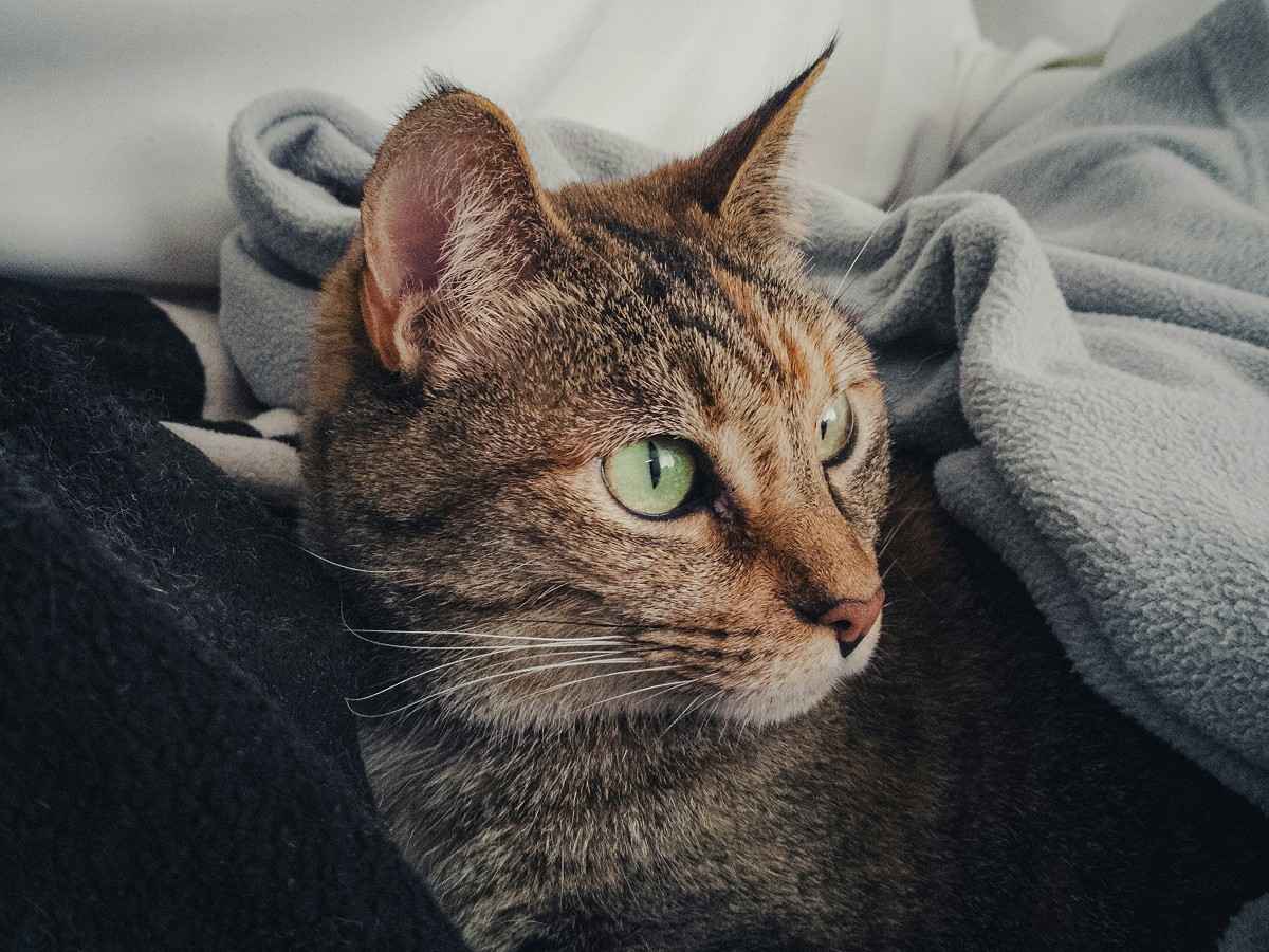 cat under a grey blanket