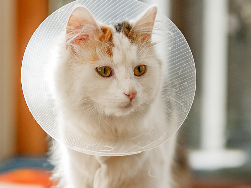 closeup of a fluffy cat at home wearing an e-collar after surgery