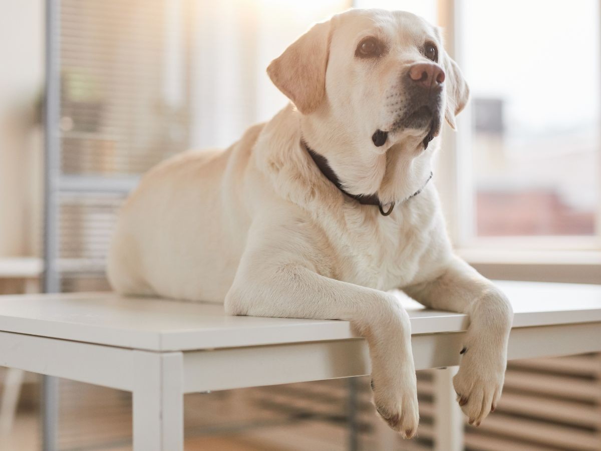 cream labrador lying on table