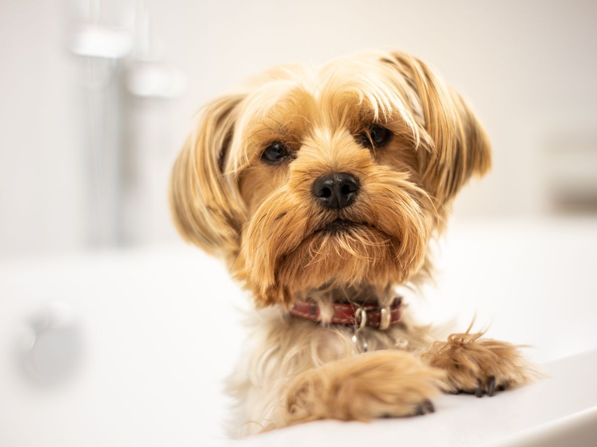 cute shih tzu in bathtub