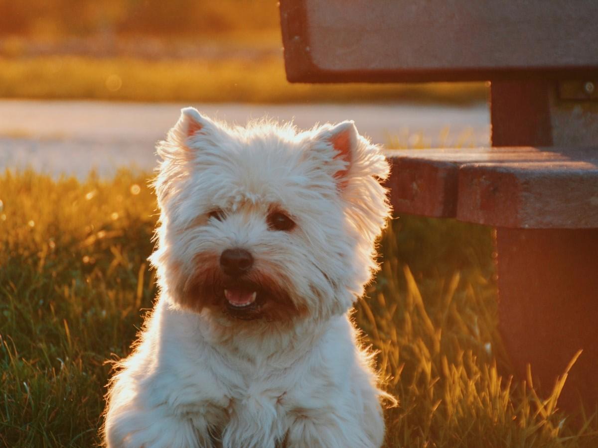 cute white dog at park during sunset