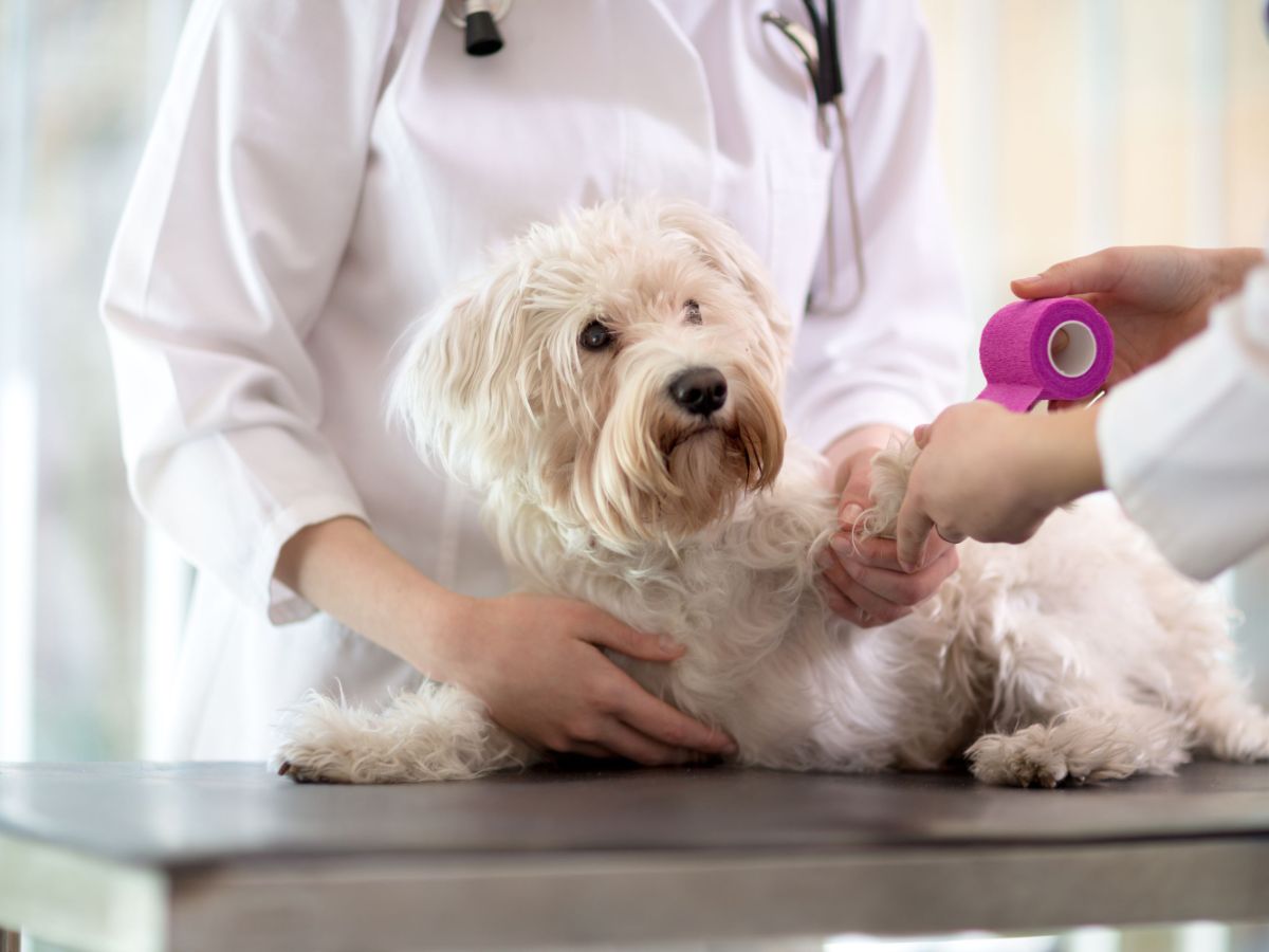 dog paw bandaged