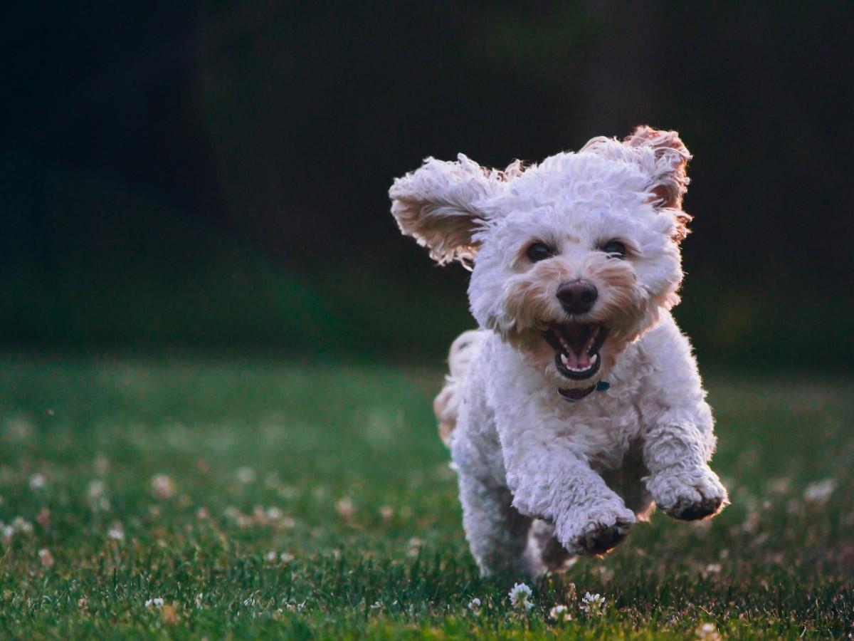 dog running on grass