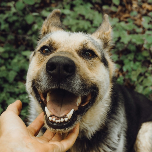 dog smiling and showing teeth