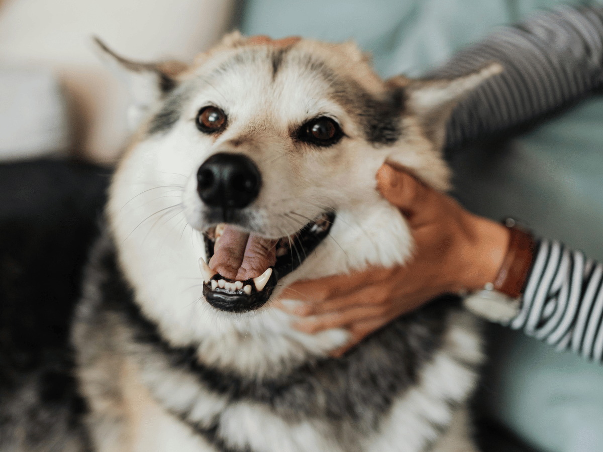person petting a senior dog