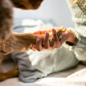person holding a dogs paw
