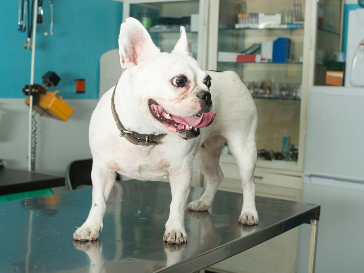 french bulldog veterinarian exam