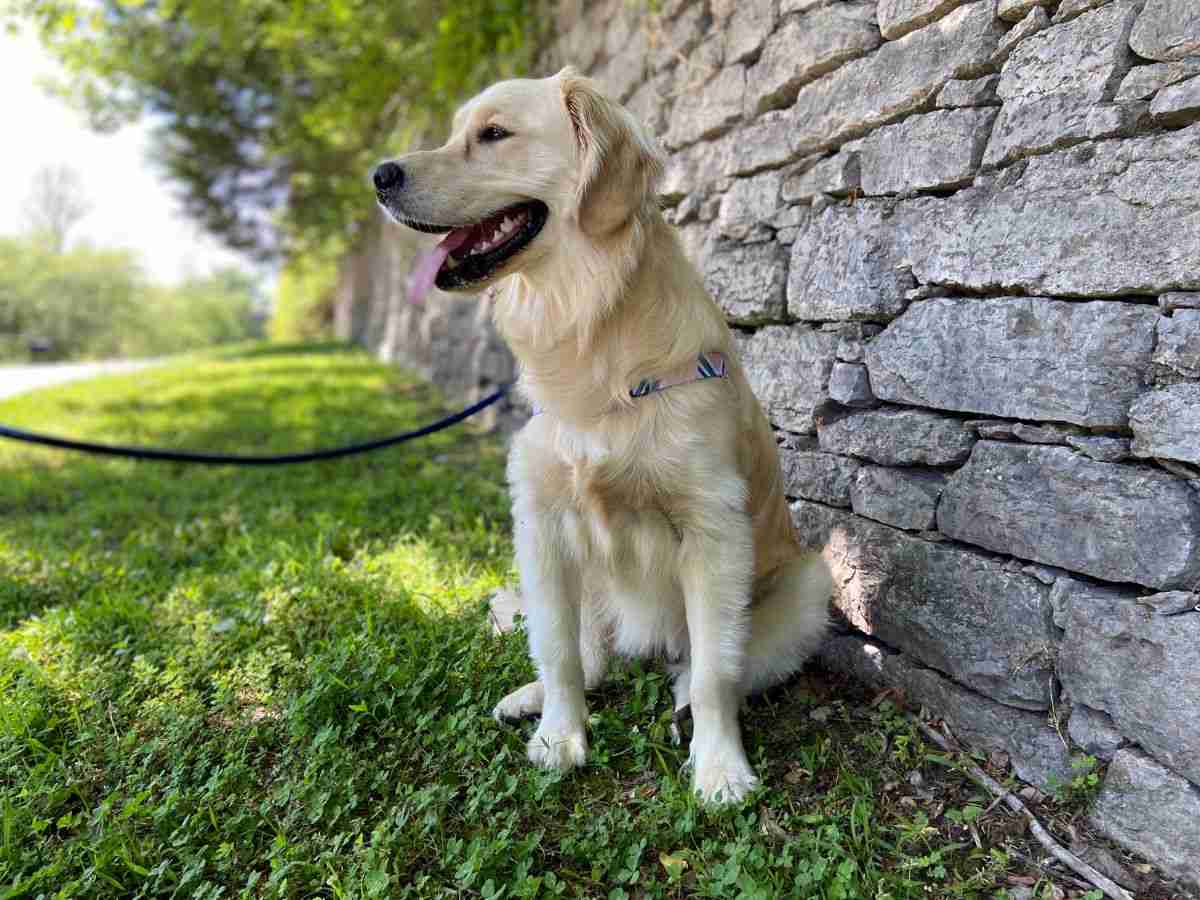 golden retriever by stone wall