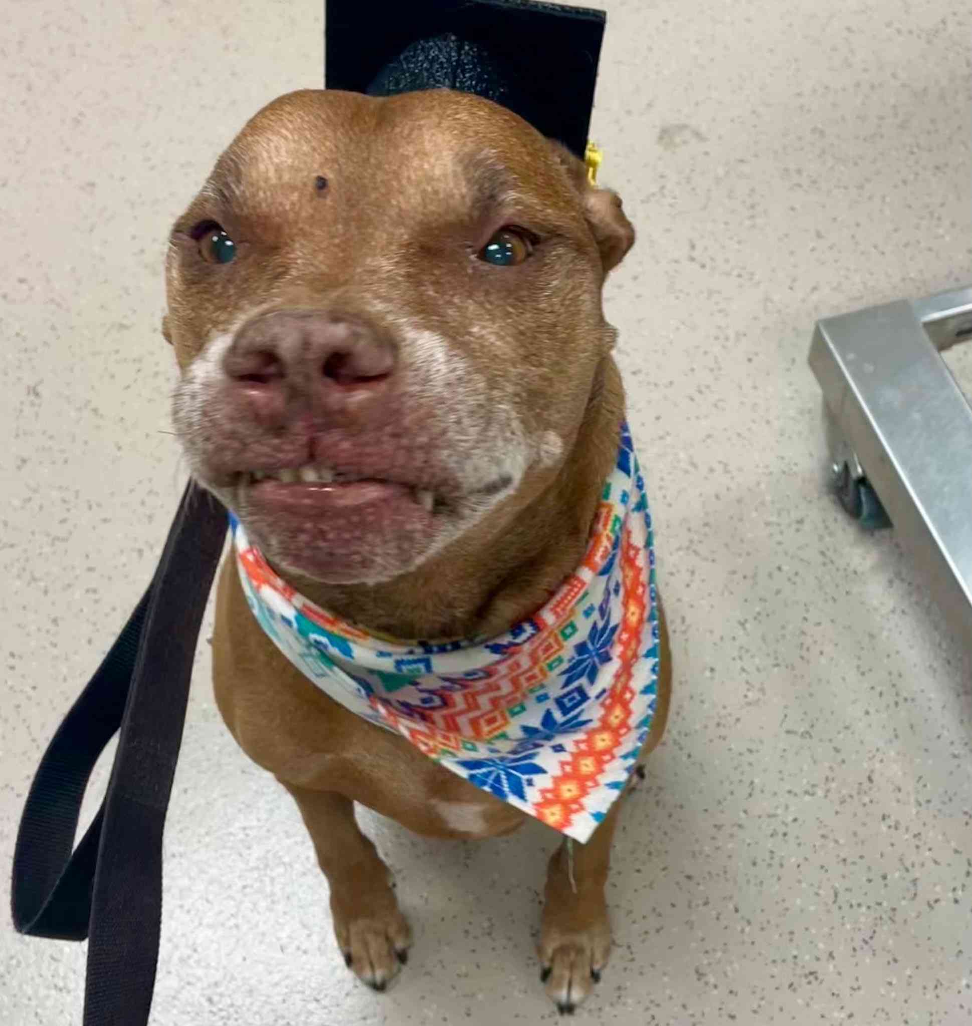 graduation dog bandana silly face
