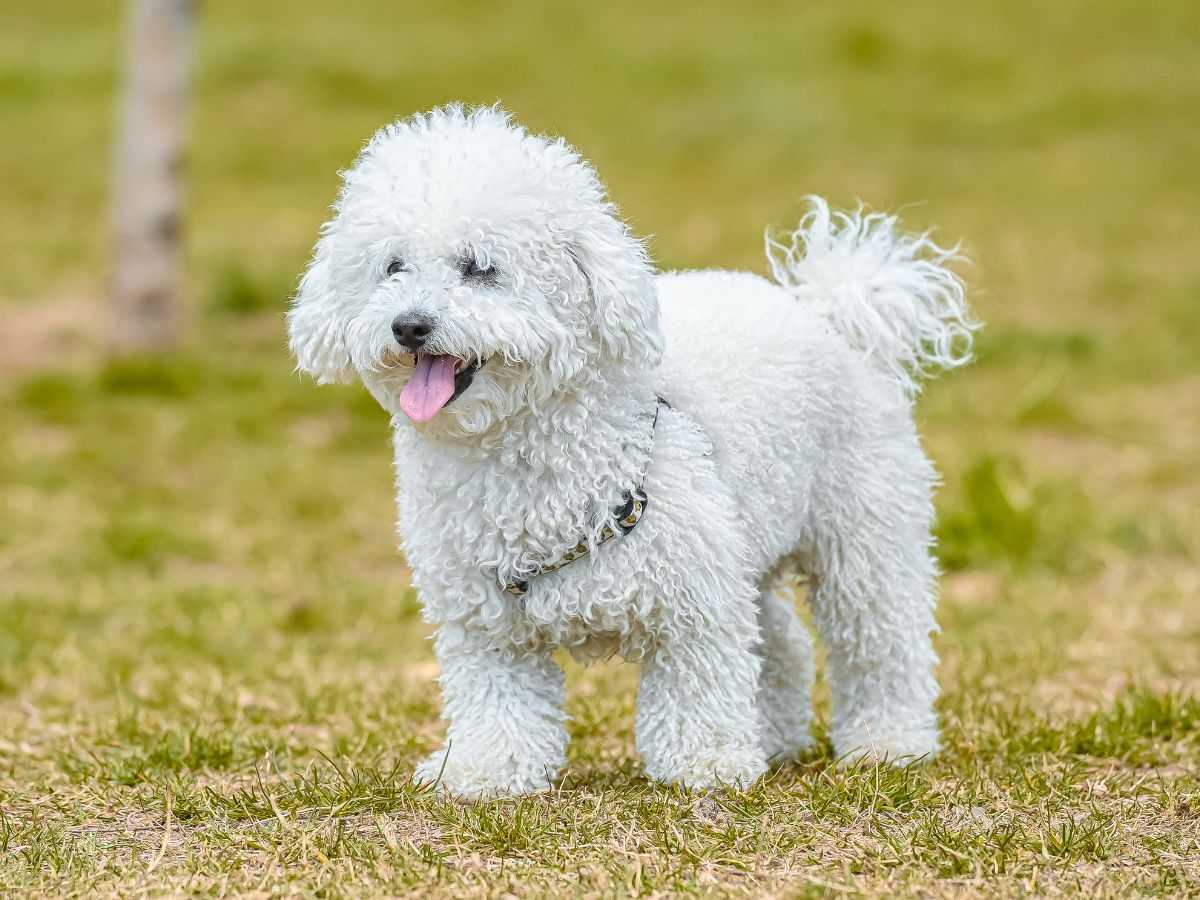 happy bichon frise grass