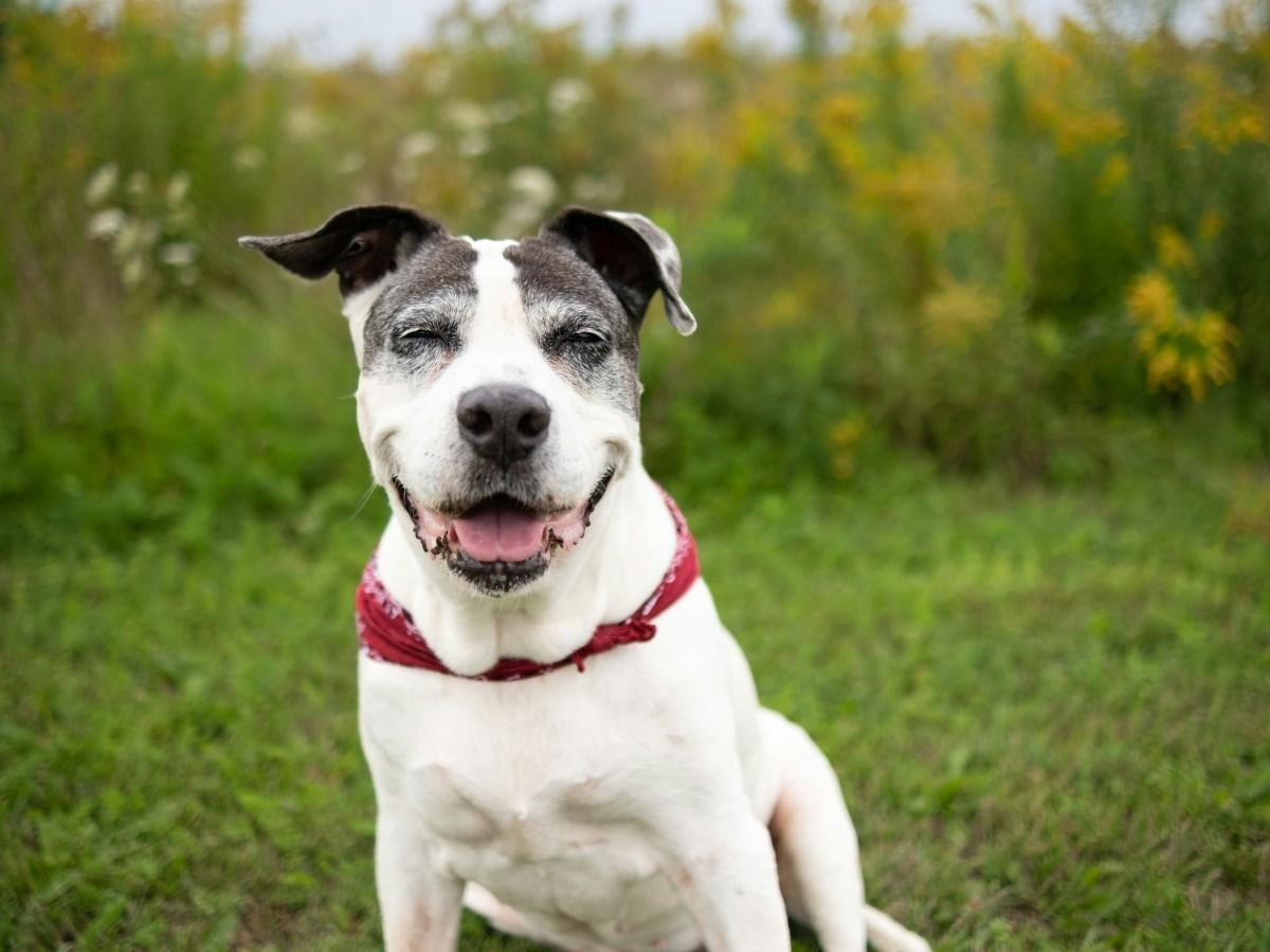 happy old dog in ground