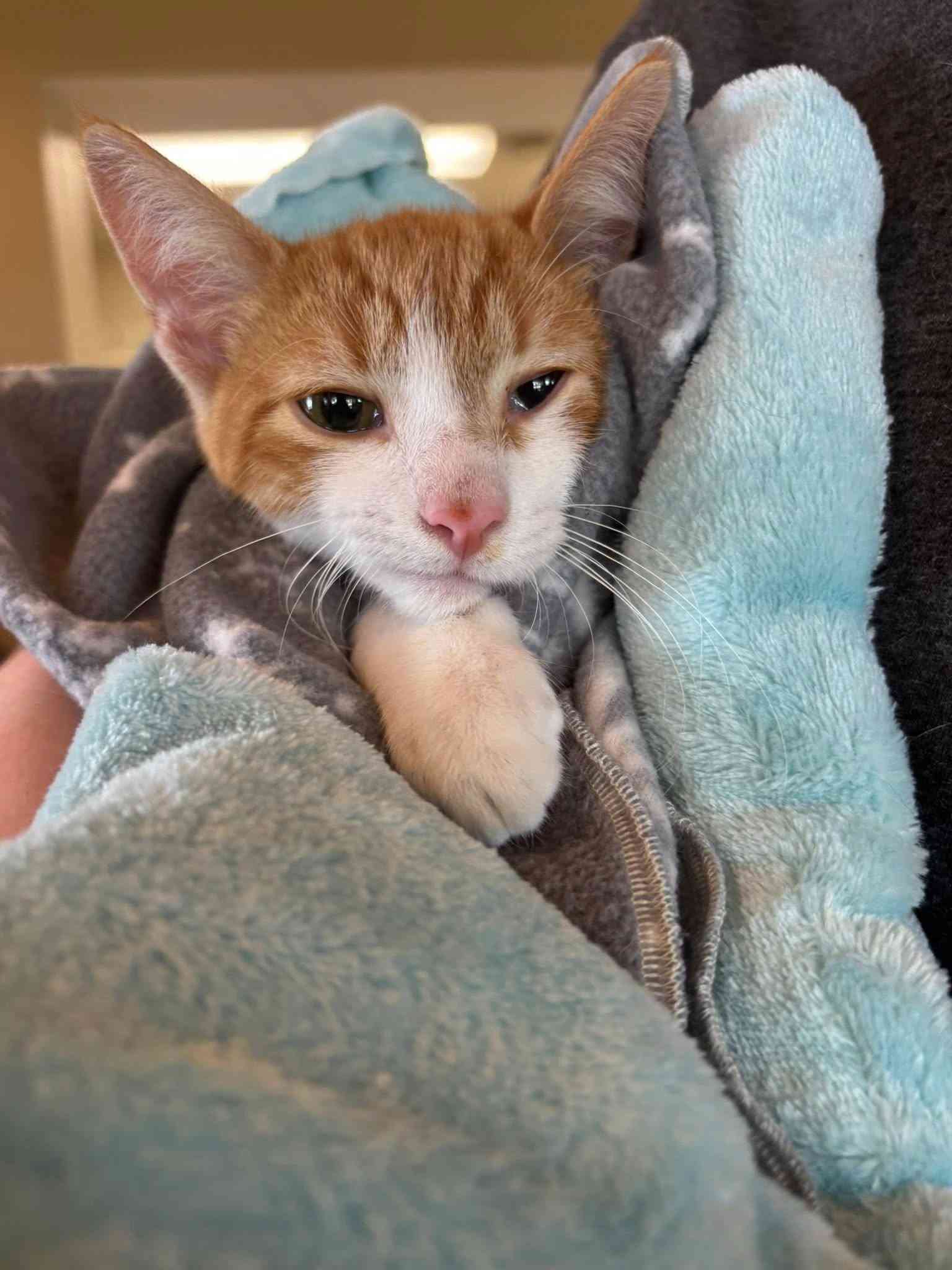 kitten in cozy blanket