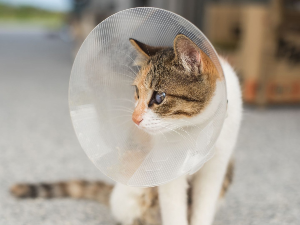 kitten wearing surgery cone
