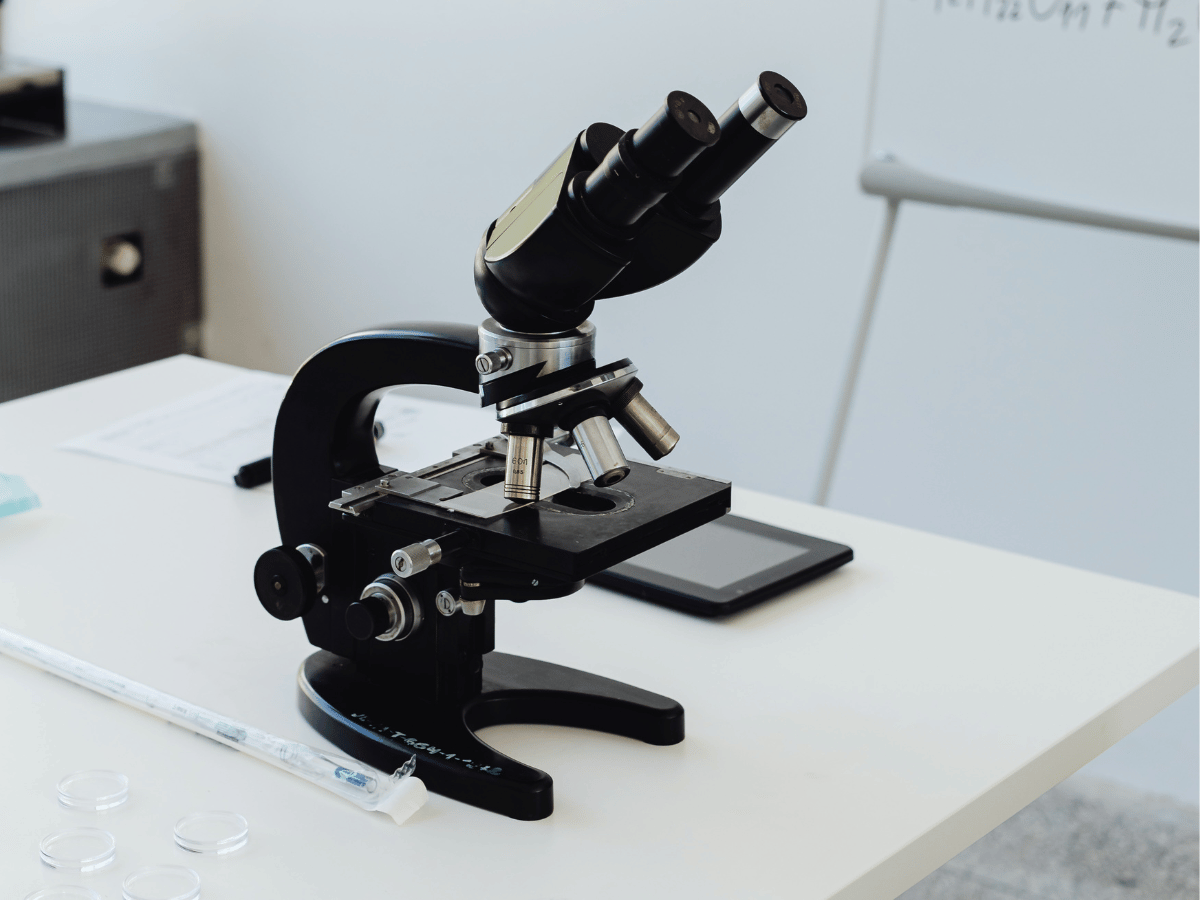 veterinarian examining cat