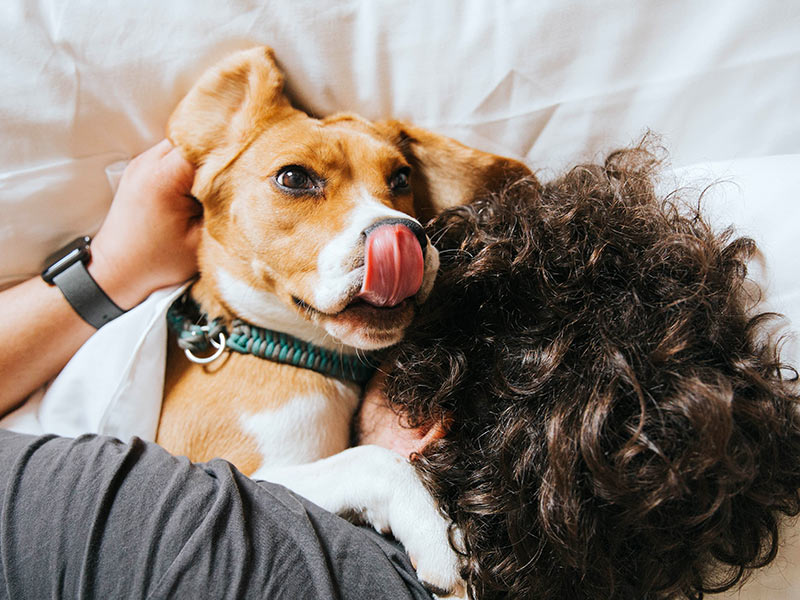 man hugging his beagle dog on a bed