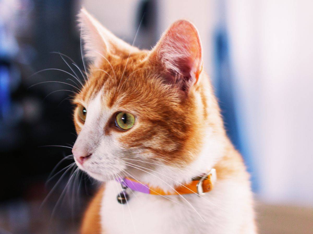 orange and white cat collar