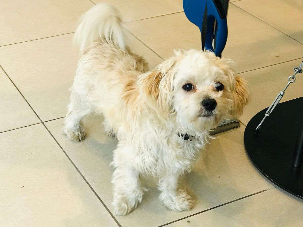 small fluffy dog looking forward