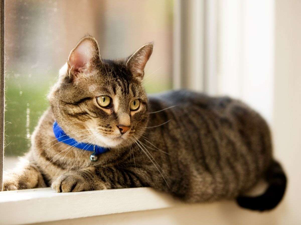 tabby cat on windowsill