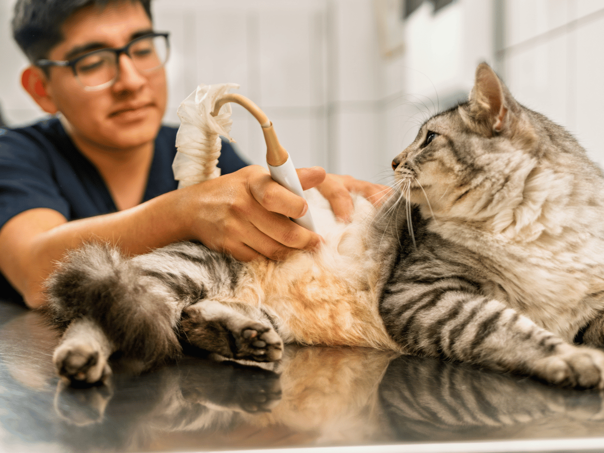 happy golden retriever
