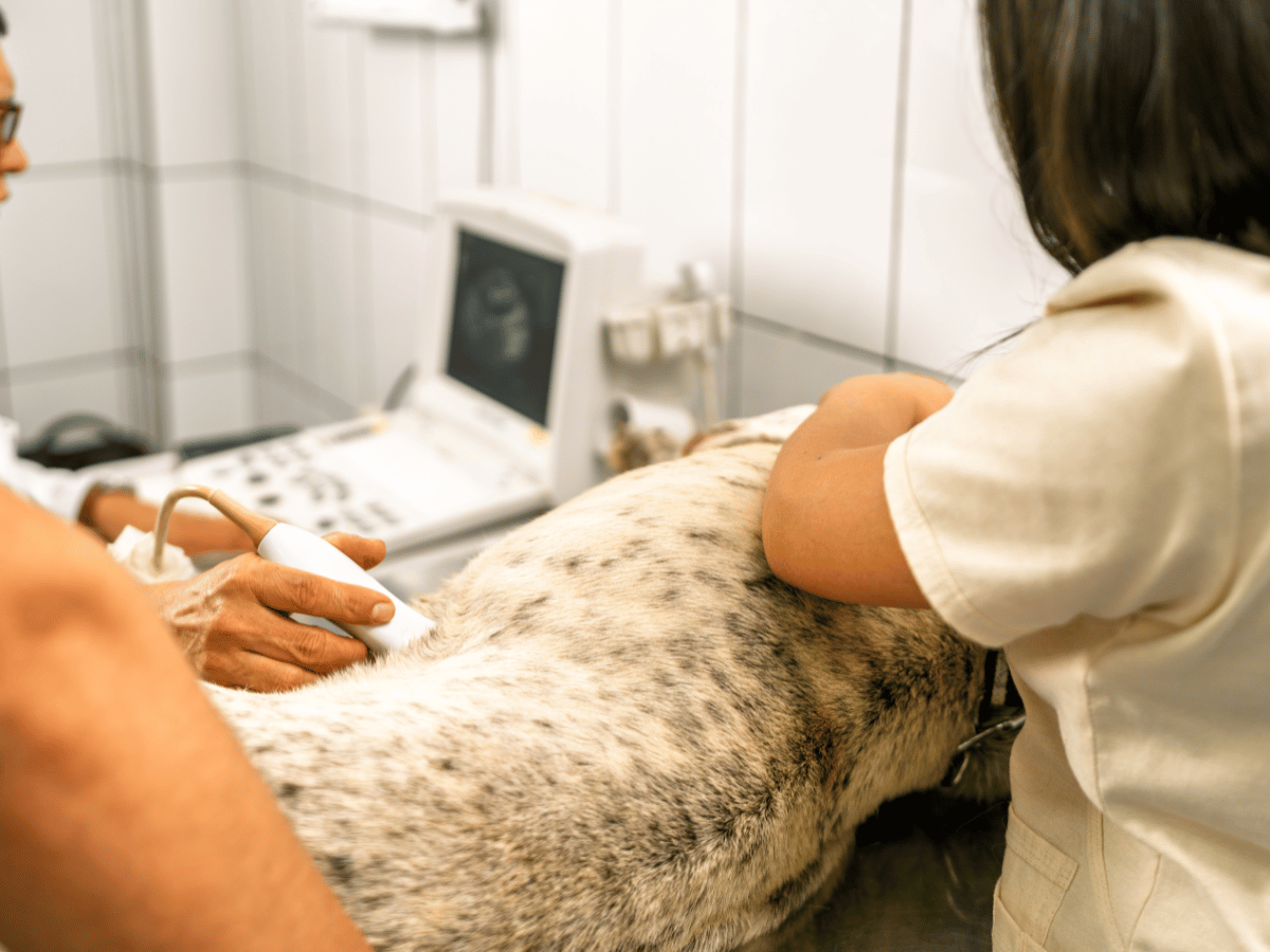 white cat with blue collar