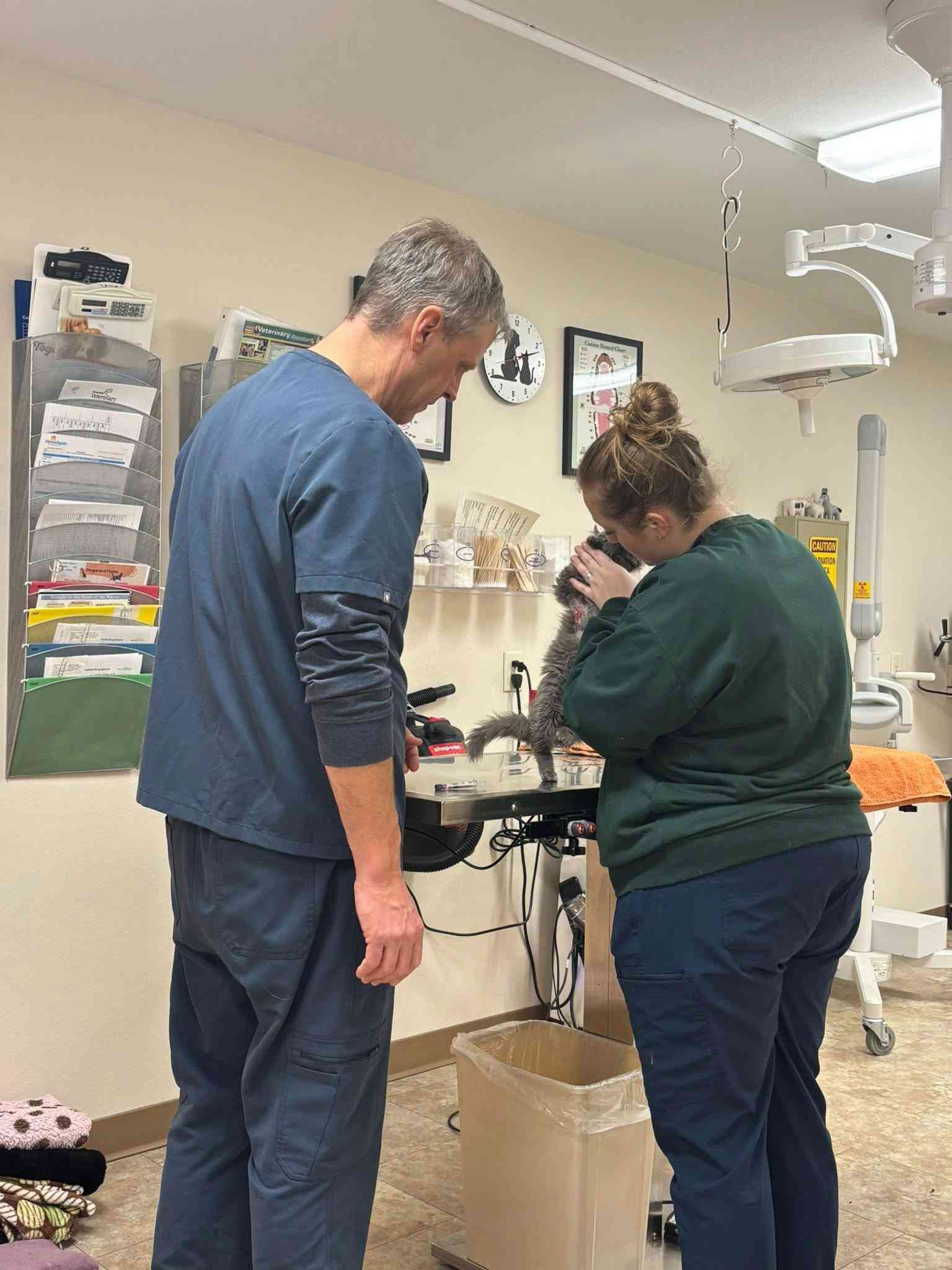 vet examining cat
