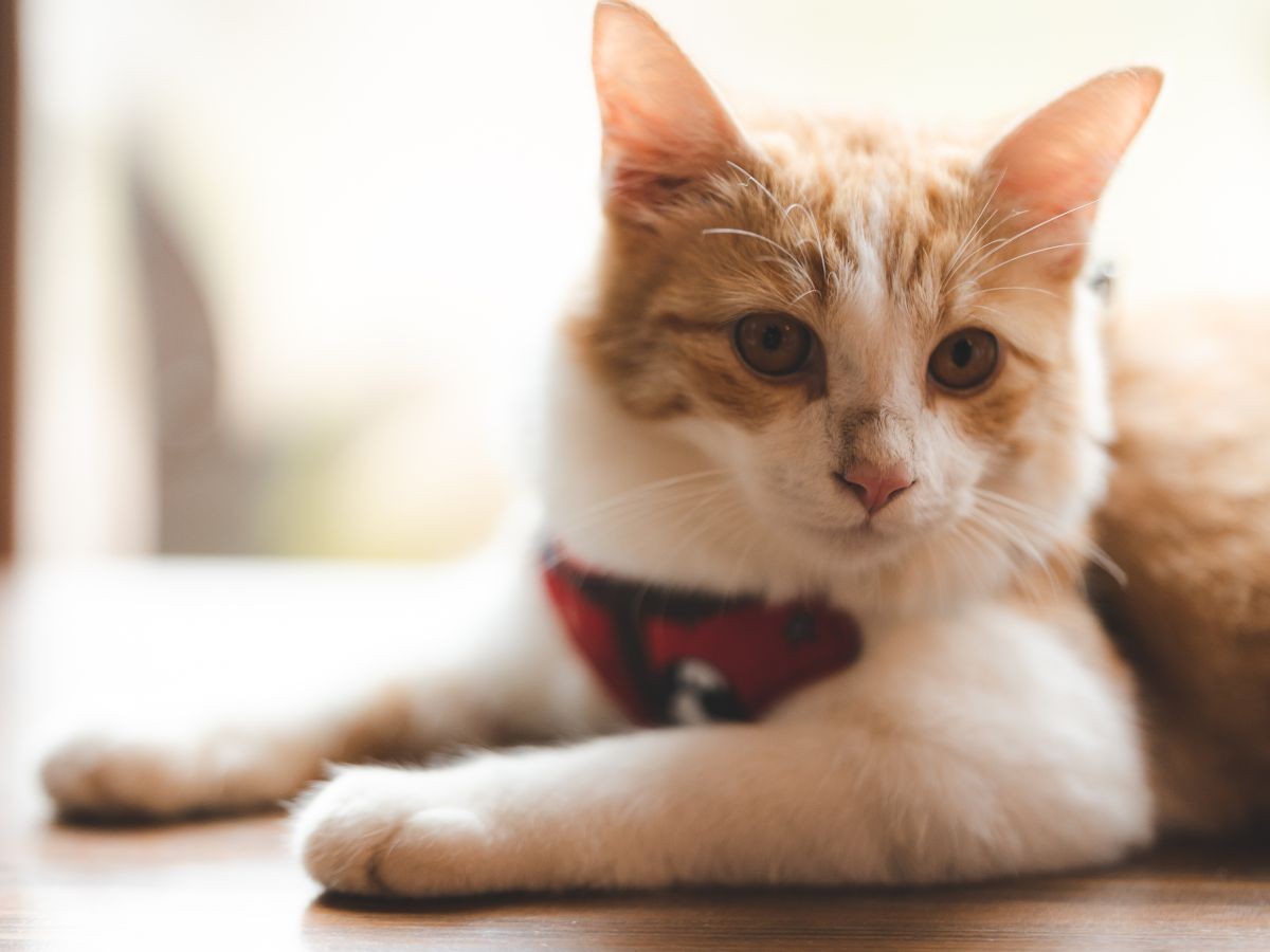 white and orange cat