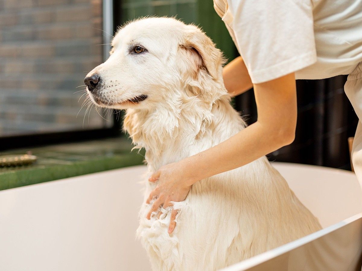 white dog bathing