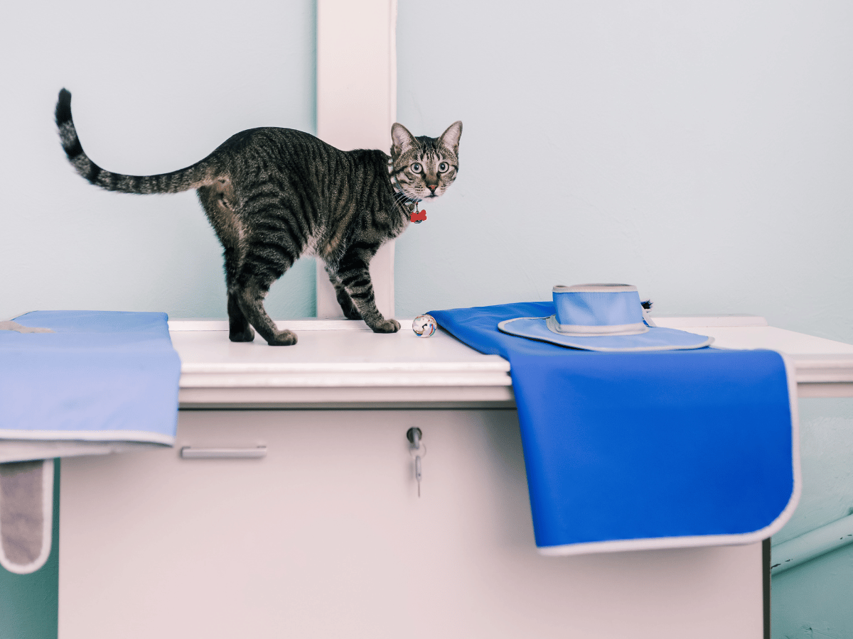 french bulldog veterinarian exam