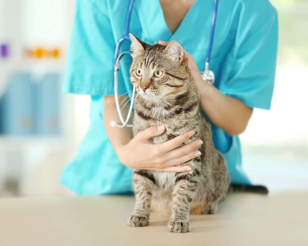 cat with vet